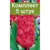 Луковицы Гиацинта Холли Хок люкс (Hollyhock) -  5 шт.