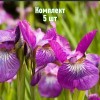 Комплект 5шт / Ирис сибирский Роуз Квест: фото и описание