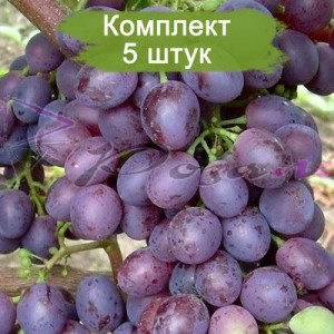 Комплект 5шт / Виноград Краса Никополя (Ранний/Фиолетовый)