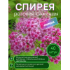 Спирея розовая / опт 40 штук